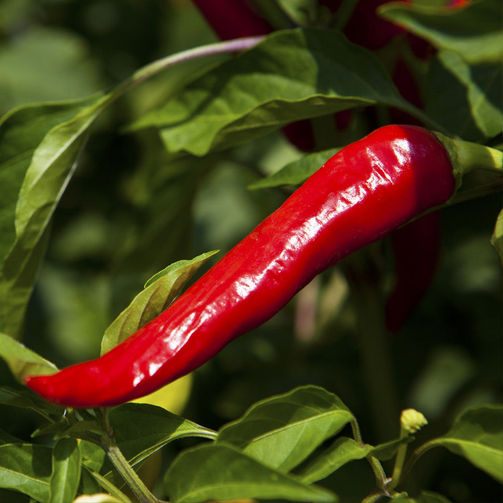 Cha's Organics crushed chili pepper
