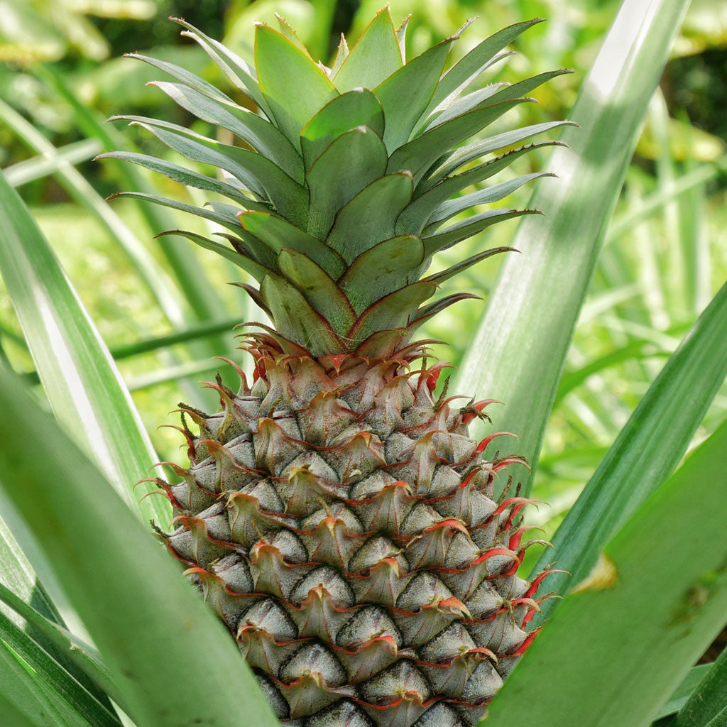 Cha's Pineapple Chunks (400 mL)